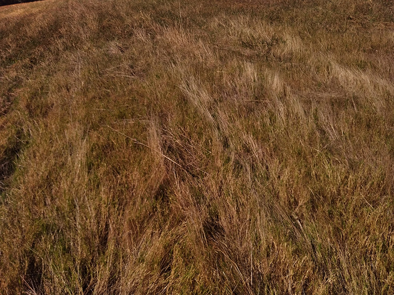 Photograph of Circular Grass Field